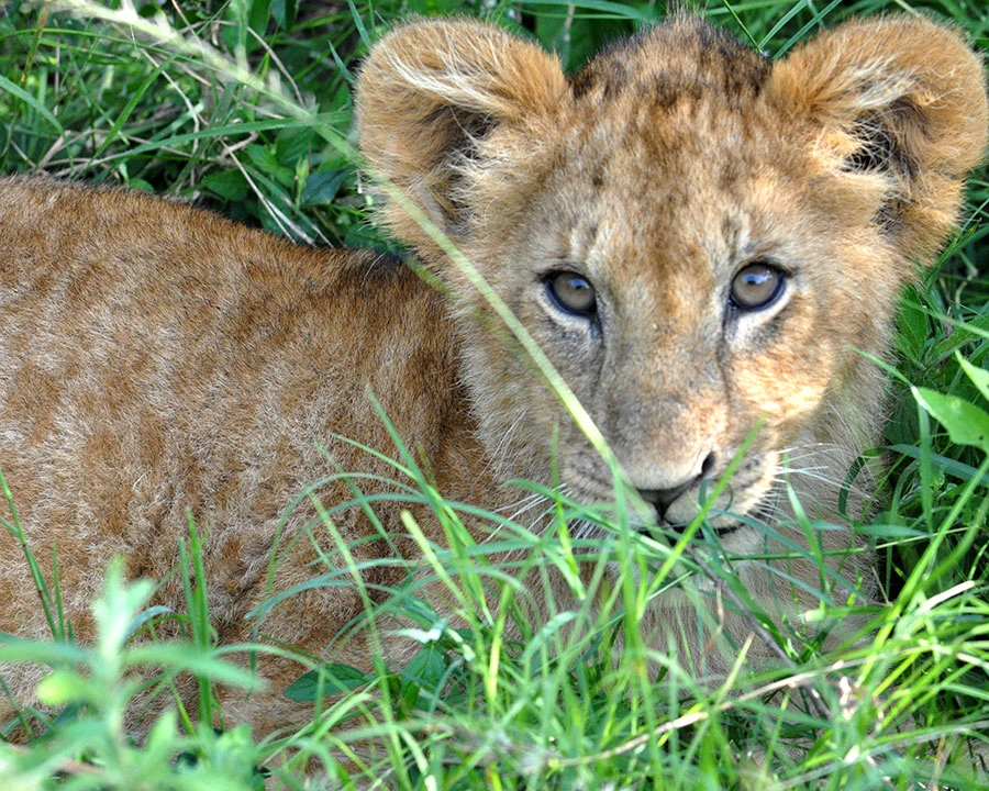 Lion cub