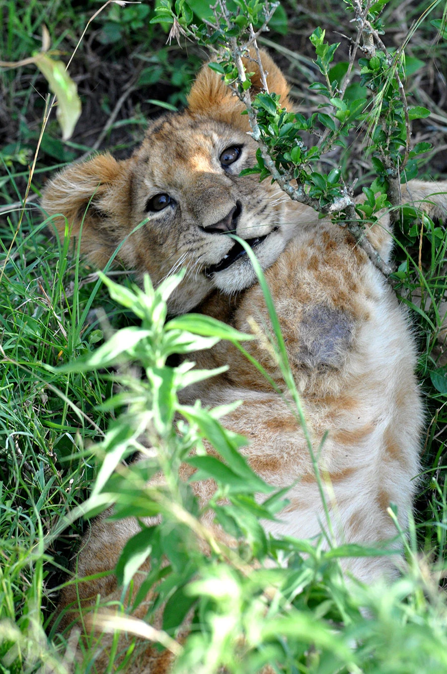 Lion cub in the grass