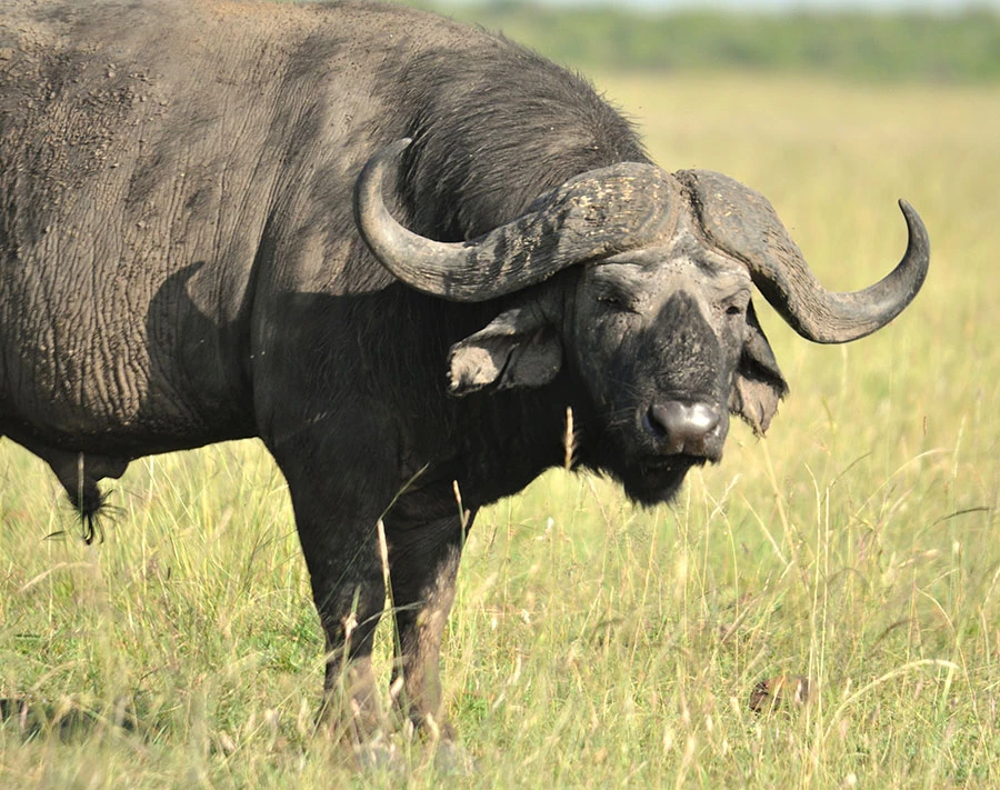 Buffalo