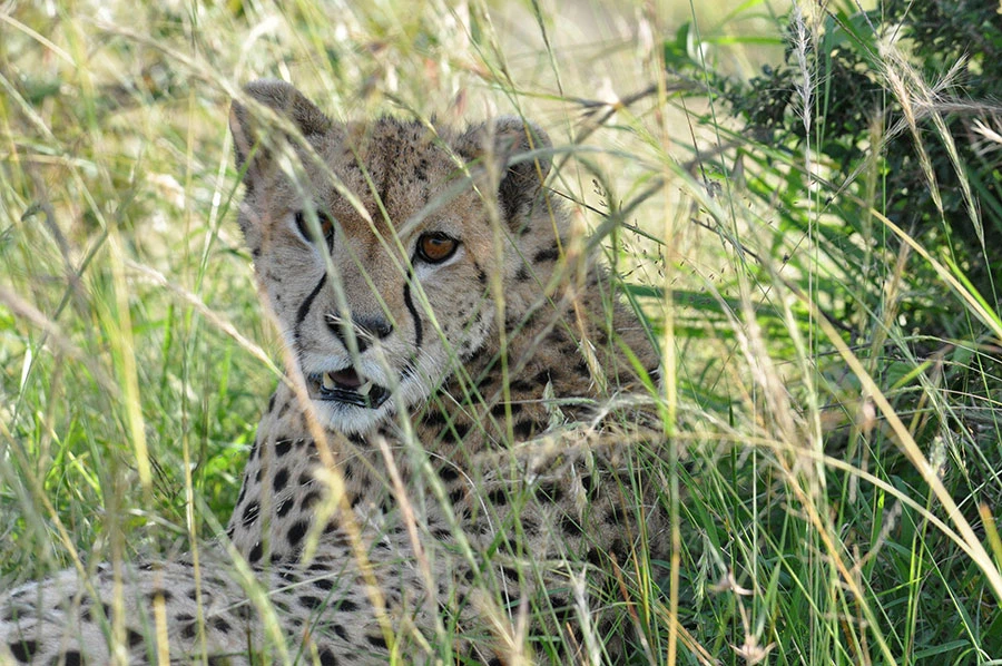 Cheetah in the grass