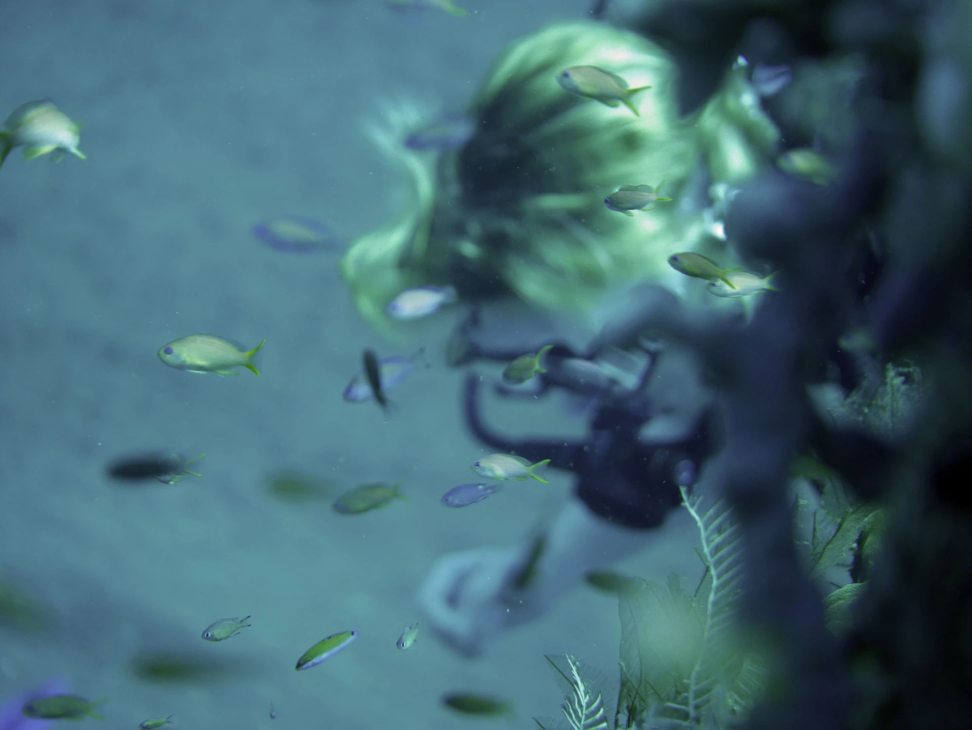 Portrait of Christine Southworth layered with fish and underwater plants
