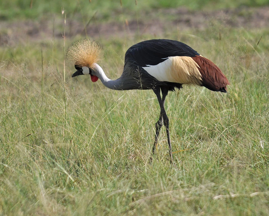 Crowned crane