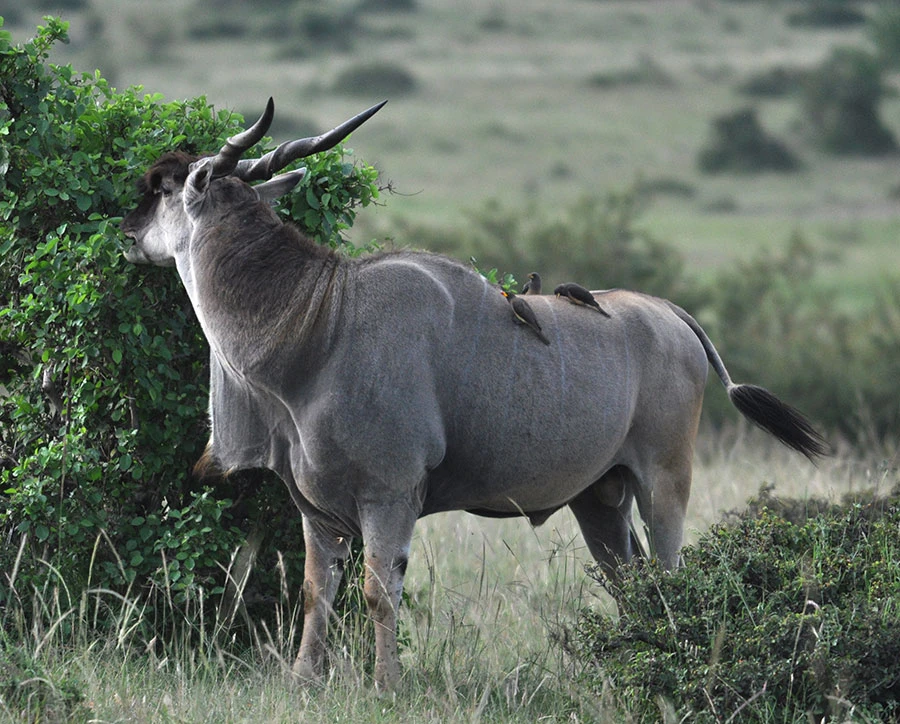 Eland