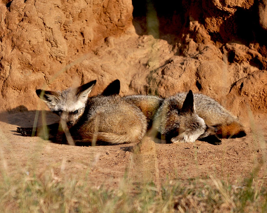 Foxes resting