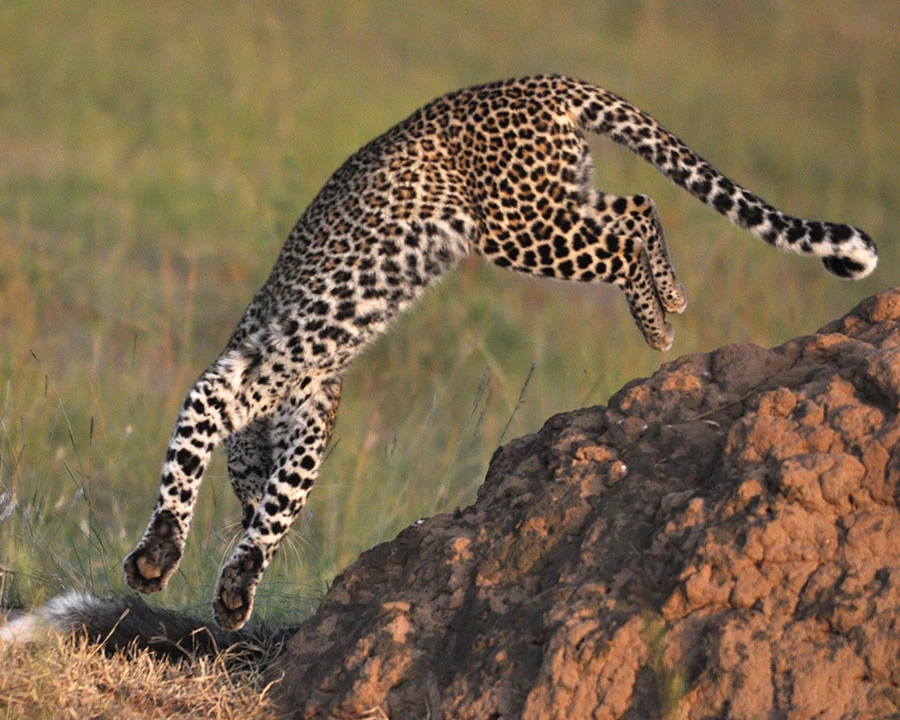 Leopard descending