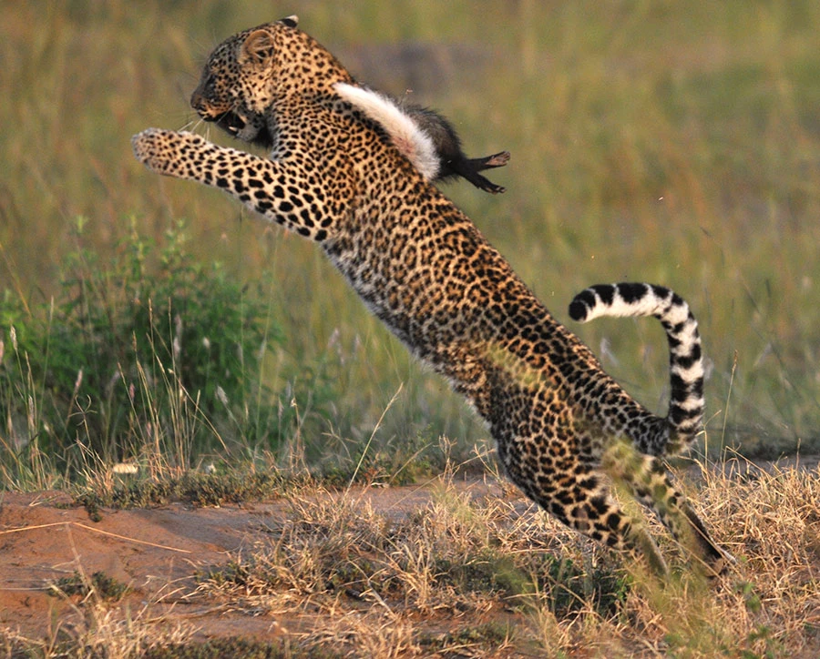Leopard leaping