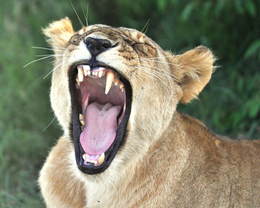 Lioness yawning
