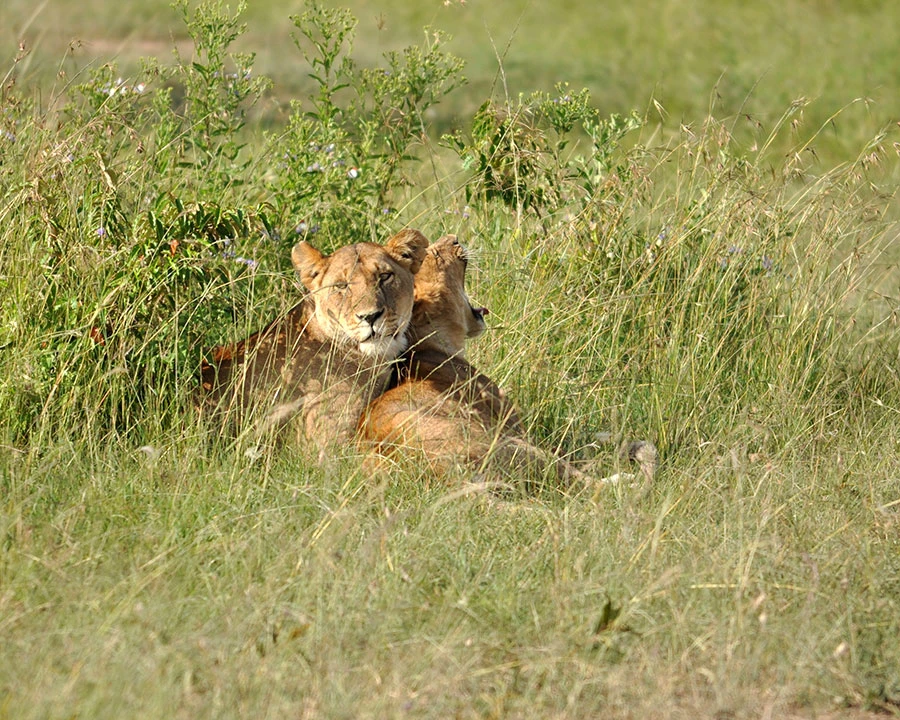 Lionesses