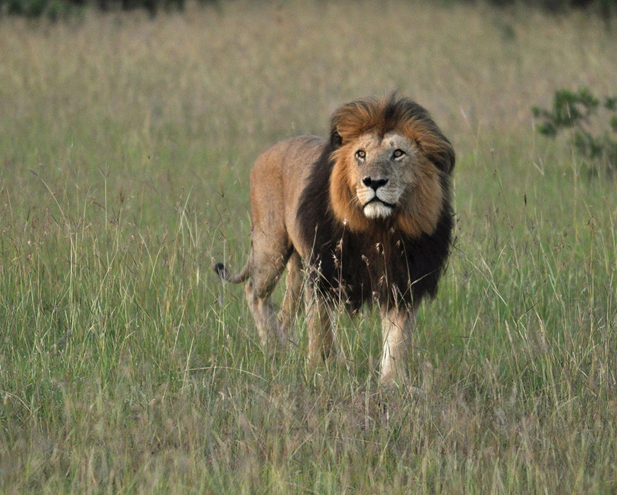 Male lion
