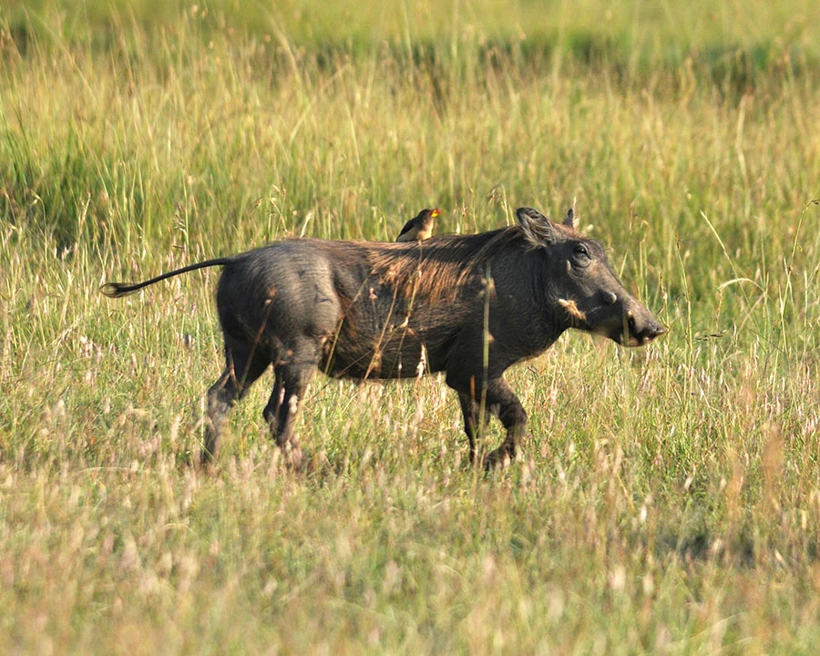 Warthog and bird